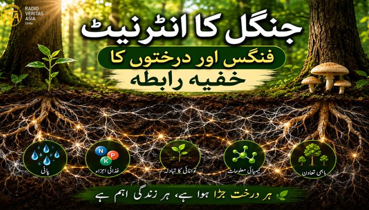  فنگس اور درختوں کا خفیہ رابطہ