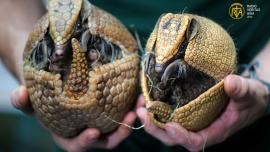 بُلٹ پروف شیل والا حیرت انگیز جانور