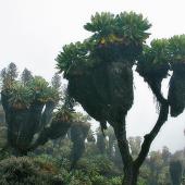 لاکھوں سال پرانا قدرتی خزانہ