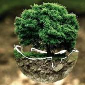  زندگی، ماحول اور پائیدار ترقی کے لیے جنگلات کی اہمیت