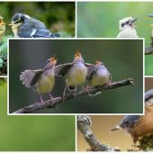  پرندوں کی چہچہاہٹ اور ماحولیاتی اہمیت