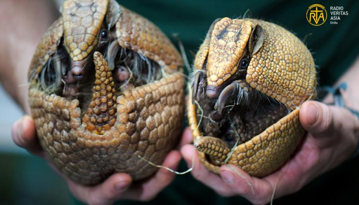 بُلٹ پروف شیل والا حیرت انگیز جانور