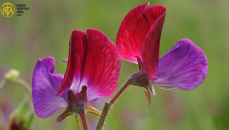 خوشبو اور رنگوں کا حسین پھول