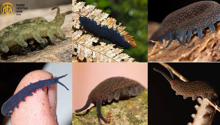                                ایک قدیم اور منفردحشراتی گروہ