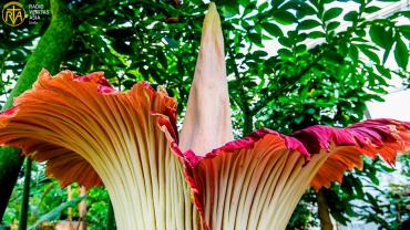 Corpse-Flower