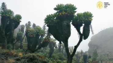 لاکھوں سال پرانا قدرتی خزانہ