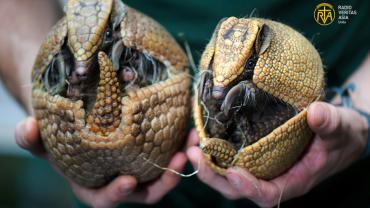 بُلٹ پروف شیل والا حیرت انگیز جانور