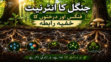  فنگس اور درختوں کا خفیہ رابطہ