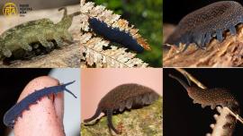                                ایک قدیم اور منفردحشراتی گروہ