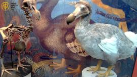  ایک معدوم پرندے کی کہانی