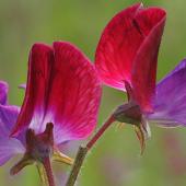 خوشبو اور رنگوں کا حسین پھول