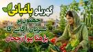 چھتوں پر سبزیاں اْگانے کا بڑھتا ہوا رجحان